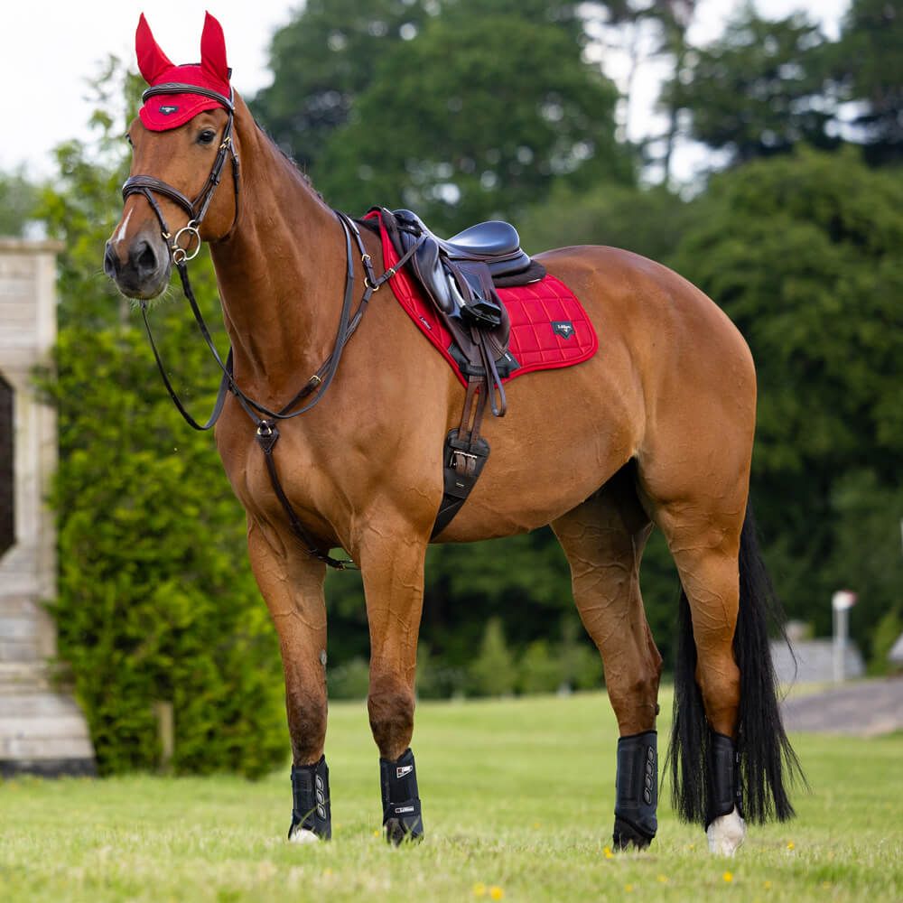 Buy the Le Mieux Competition Socks | Online for Equine – Online For Equine
