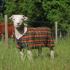 Sheep Lambing Supplies Chelford Farm Supplies